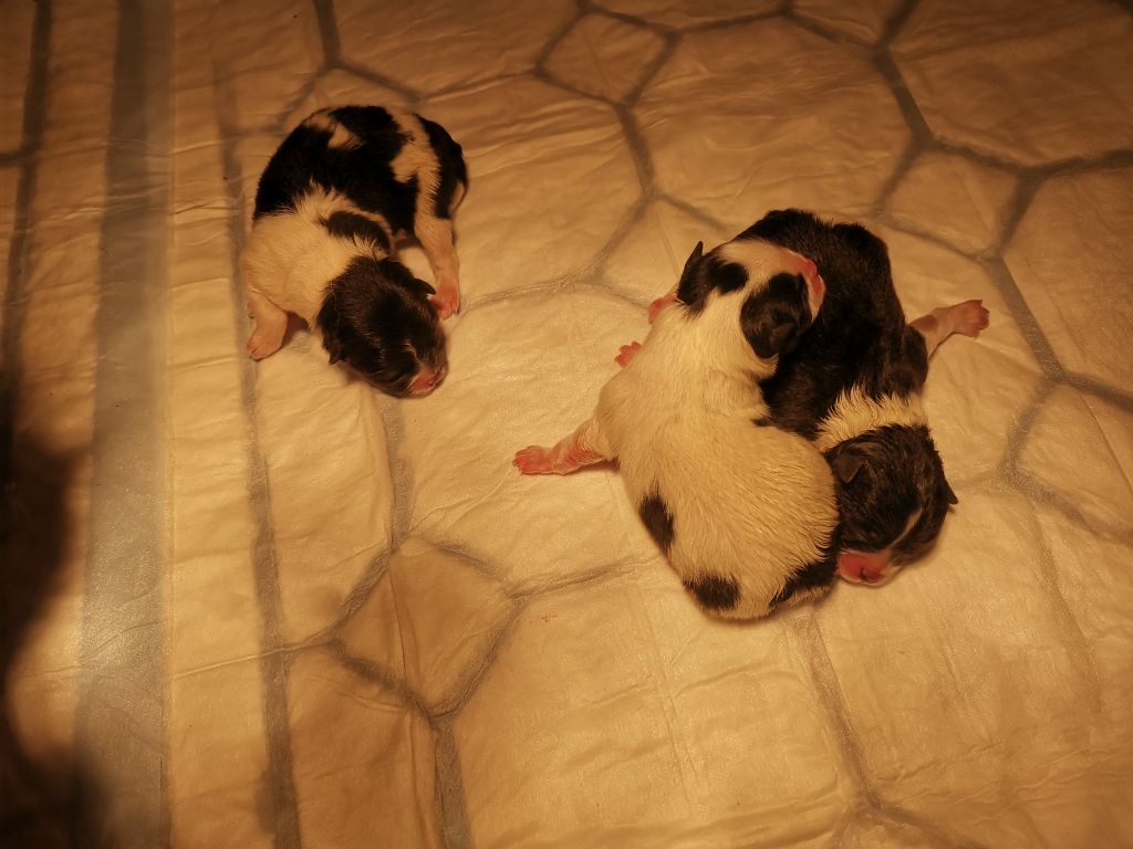 Chiot Spitz allemand De La Perle D'Or