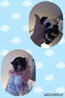 CHIOT